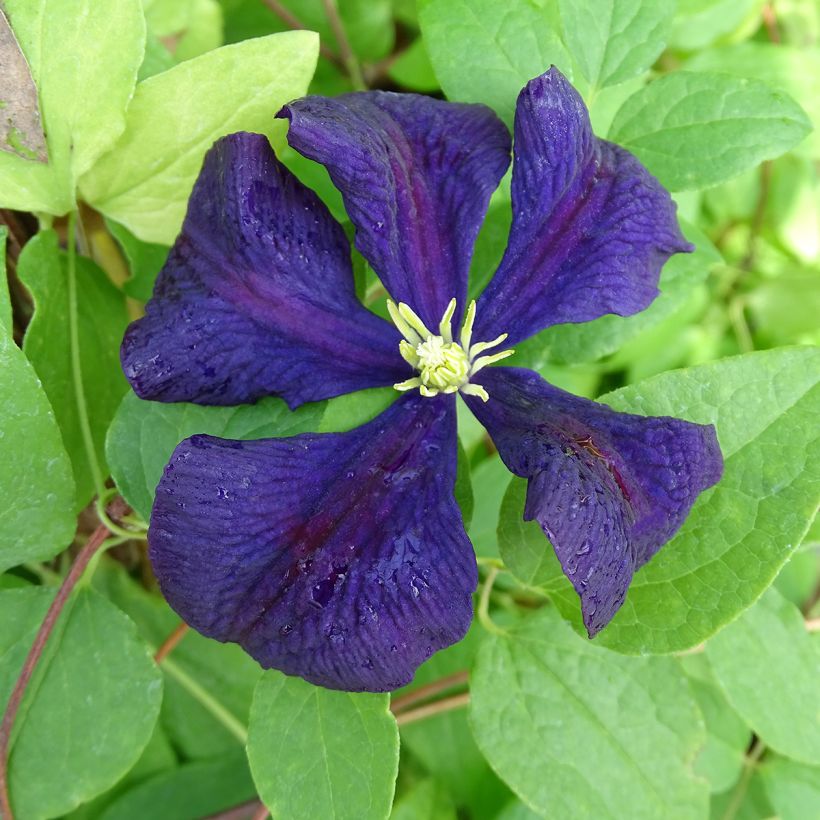 Clematis Etoile violette - Italiaanse clematis (Bloei)