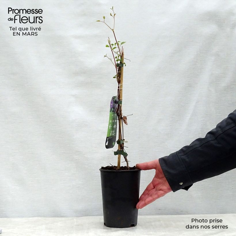 Exemplaar van Clematis Etoile violette - Italiaanse clematis Pot van 2 l/3 l zoals geleverd in de lente