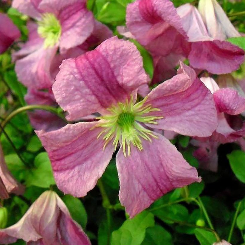 Clematis Krakowiak - Italiaanse clematis (Bloei)