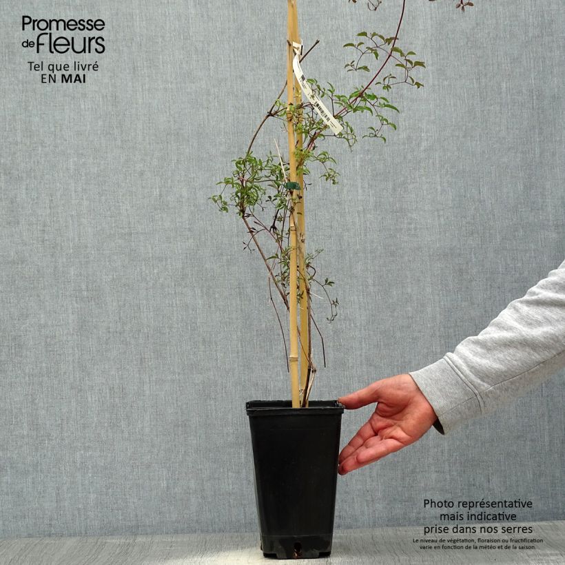 Exemplaar van Clematis Krakowiak - Italiaanse clematis Pot van 3 l/4 l zoals geleverd in de lente