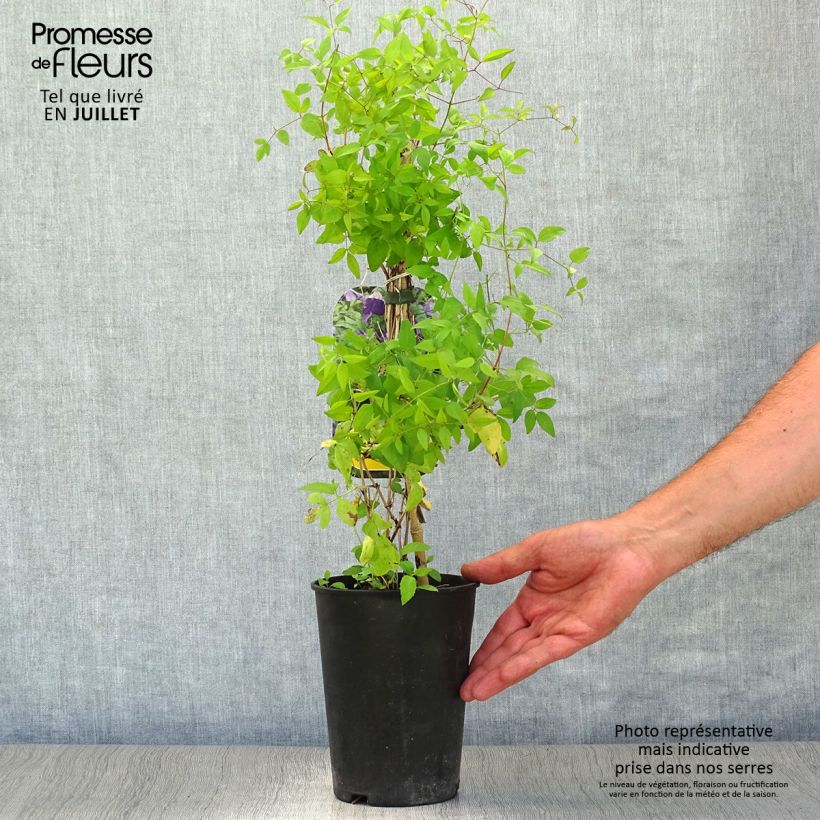 Exemplaar van Clematis Little Bas - Italiaanse clematis Pot van 2 l/3 l zoals geleverd in de zomer