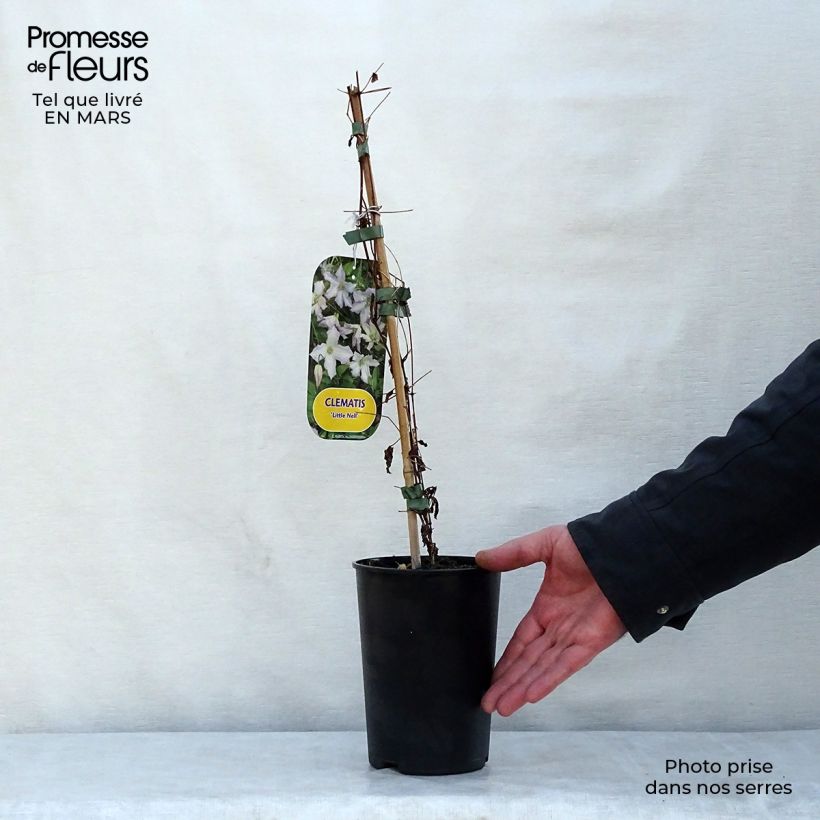 Exemplaar van Clematis Little Nell - Italiaanse clematis Pot van 2 l/3 l zoals geleverd in de lente