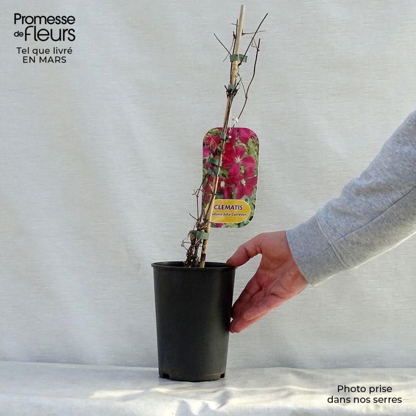 Exemplaar van Clematis viticella Mme Julia Correvon - Italiaanse clematis Pot van 2 l/3 l zoals geleverd in de lente