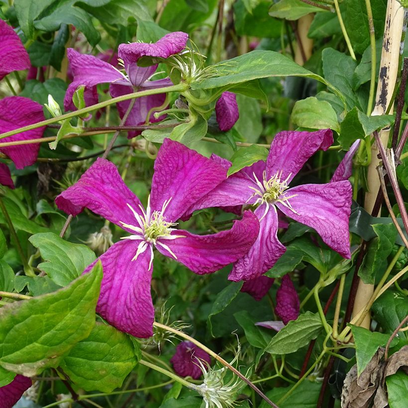 Clematis viticella Mme Julia Correvon - Italiaanse clematis (Bloei)