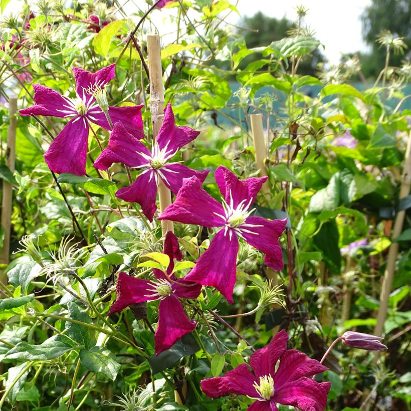 Clematis viticella Mme Julia Correvon - Italiaanse clematis (Groeiplaats)