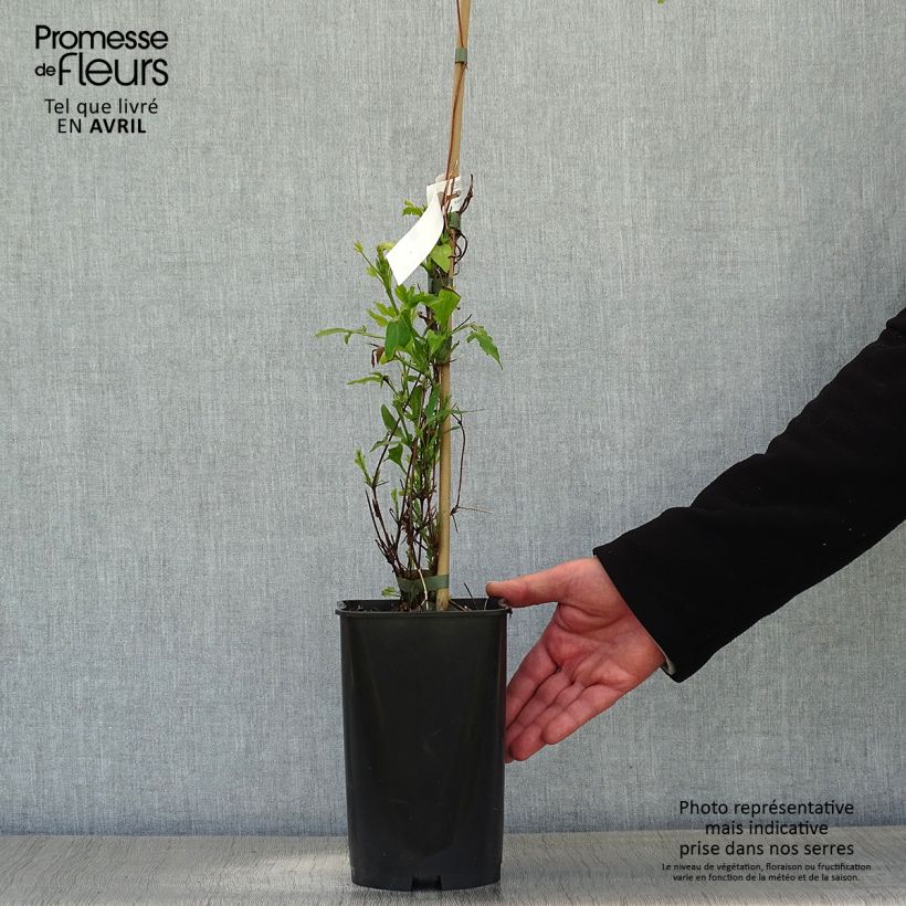 Exemplaar van Clematis Panther - Italiaanse clematis Pot van 2 l/3 l zoals geleverd in de lente