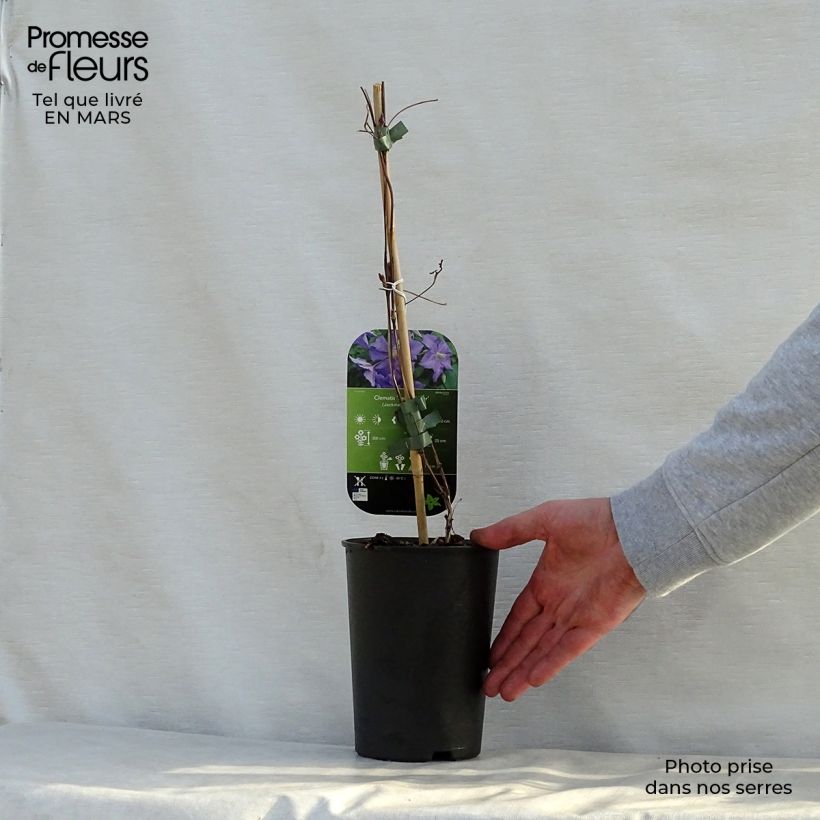Exemplaar van Clematis Perle dAzur - Italiaanse clematis Pot van 2 l/3 l zoals geleverd in de lente