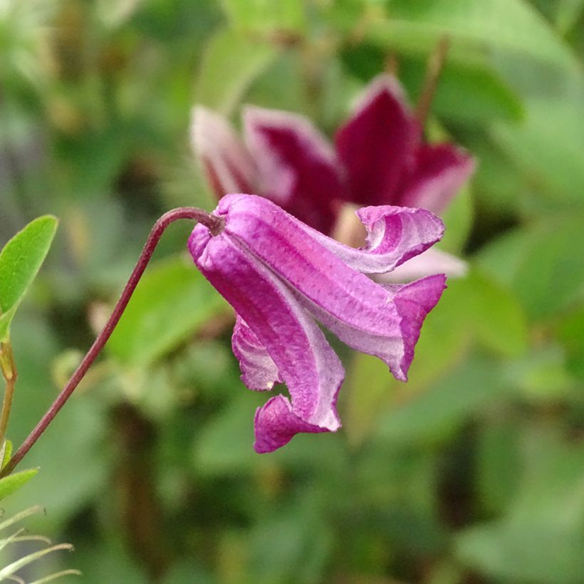 Clematis viticella Queen Mother - Italiaanse clematis (Bloei)