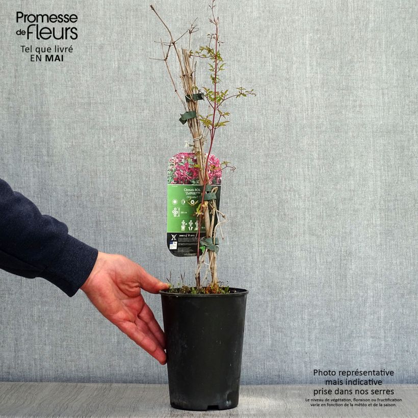 Example of Clematis viticella Rosalyn - Italiaanse clematis Pot van 2 l/3 l as you get in printemps