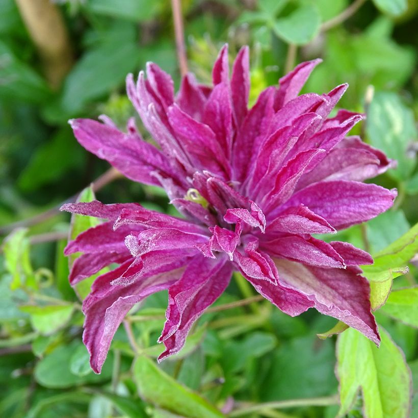 Clematis viticella Rosalyn - Italiaanse clematis (Bloei)
