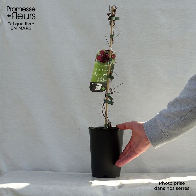 Exemplaar van Clematis viticella Royal Velours - Italiaanse clematis Pot van 2 l/3 l zoals geleverd in de lente