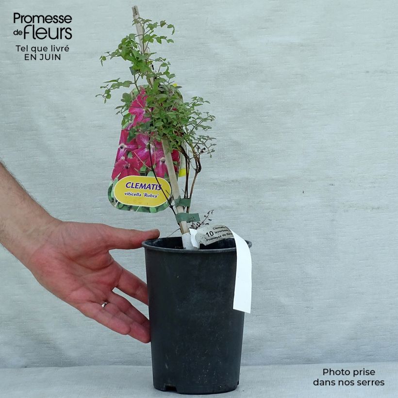 Exemplaar van Clematis viticella Rubra - Italiaanse clematis Pot van 2 l/3 l zoals geleverd in de zomer