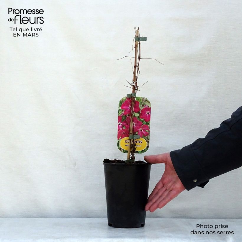 Example of Clematis viticella Rubra - Italiaanse clematis Pot van 2 l/3 l as you get in printemps