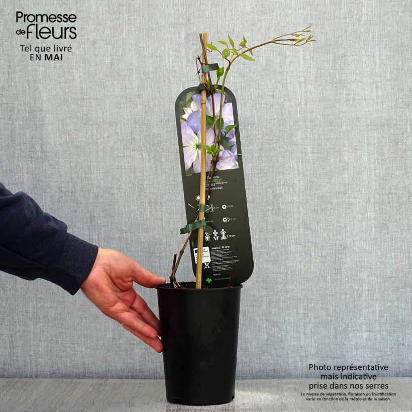 Exemplaar van Clematis Sea Breeze - Italiaanse clematis Pot van 2 l/3 l zoals geleverd in de lente