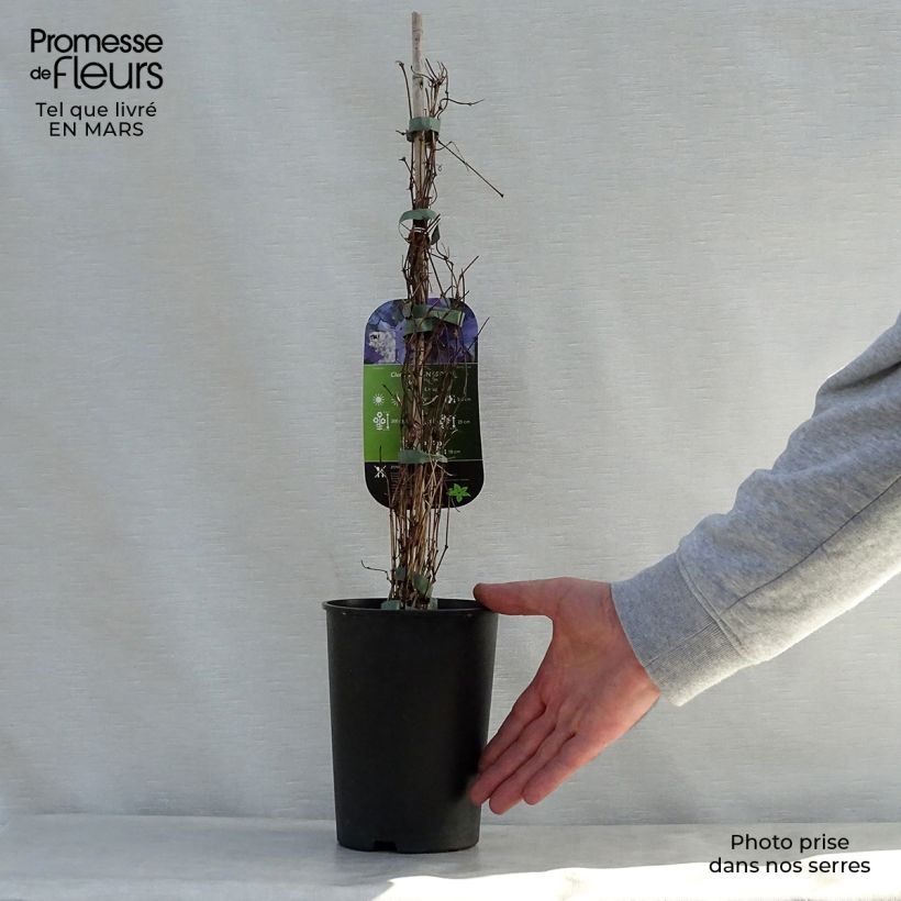 Exemplaar van Clematis viticella Sunny Sky - Italiaanse clematis Pot van 2 l/3 l zoals geleverd in de lente