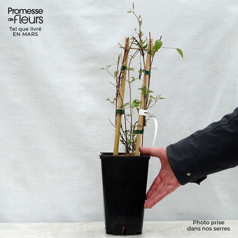 Example of Clematis Delphine -Grootbloemige clematis Pot van 2 l/3 l as you get in printemps