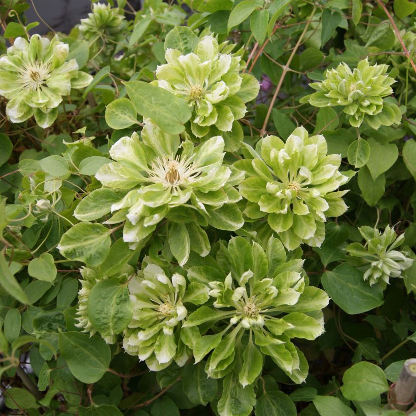 Clematis Green Passion - Grootbloemige bosrank (Flowering)