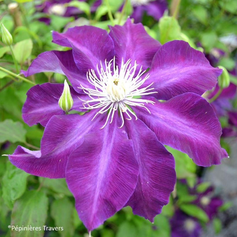 Clematis Hayate (Bloei)