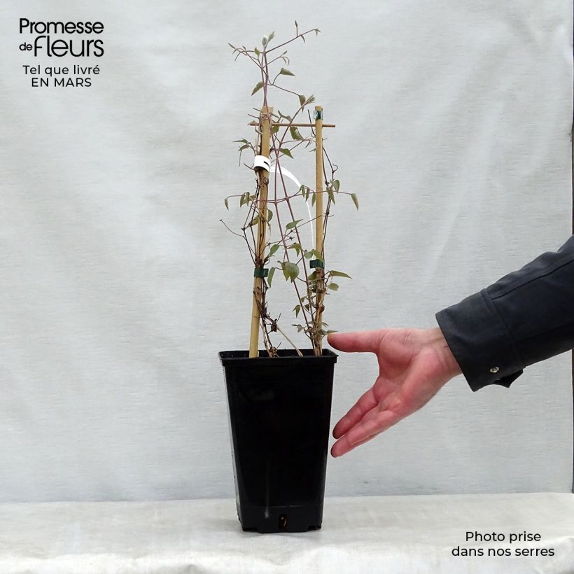 Example of Clematis Henryi Pot van 1,5 l/2 l as you get in printemps