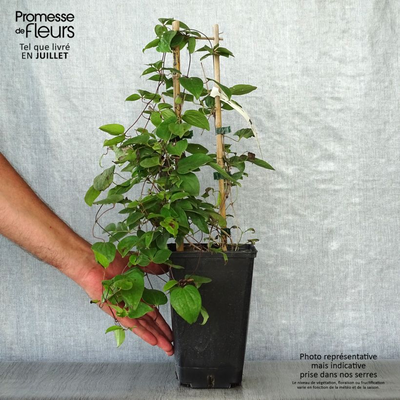 Exemplaar van Clematis Henryi Pot van 1,5 l/2 l zoals geleverd in de zomer