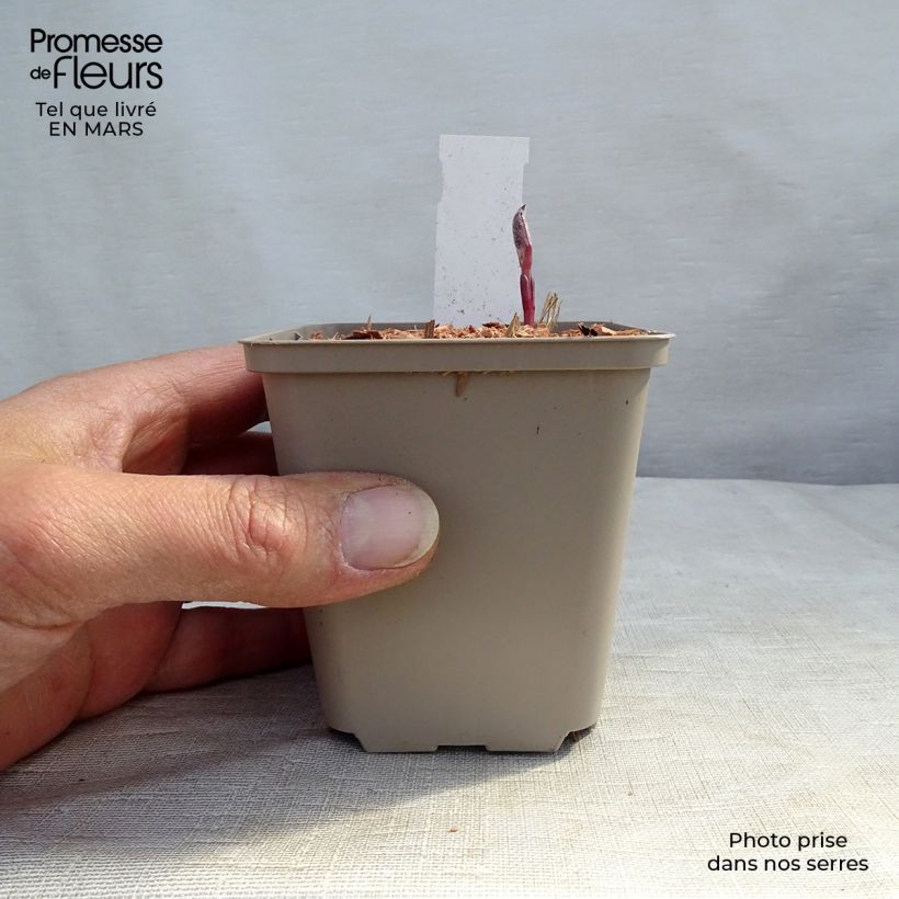 Exemplaar van Clematis recta Purpurea - Stijve clematis Kweekpotje van 8/9 cm zoals geleverd in de lente