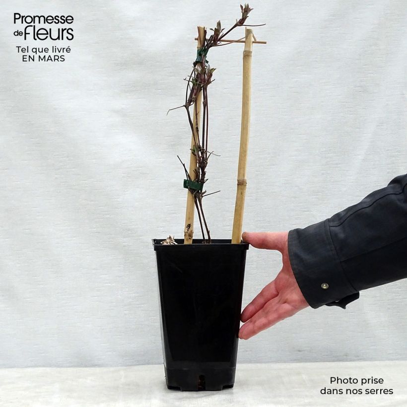 Exemplaar van Clematis Honora Pot van 1,5 l/2 l zoals geleverd in de lente