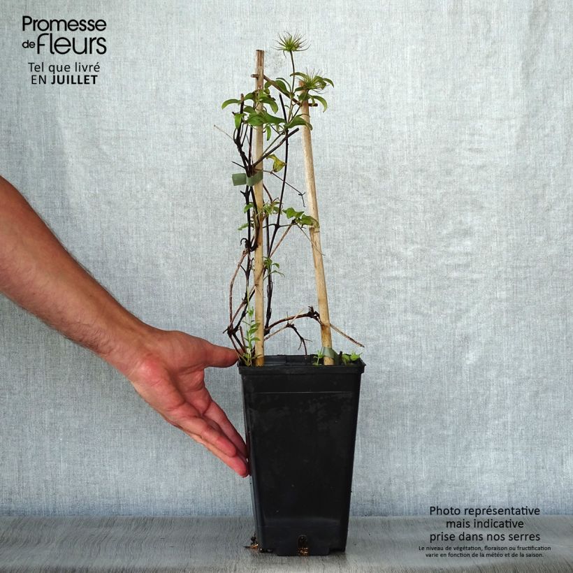 Exemplaar van Clematis Honora Pot van 1,5 l/2 l zoals geleverd in de zomer