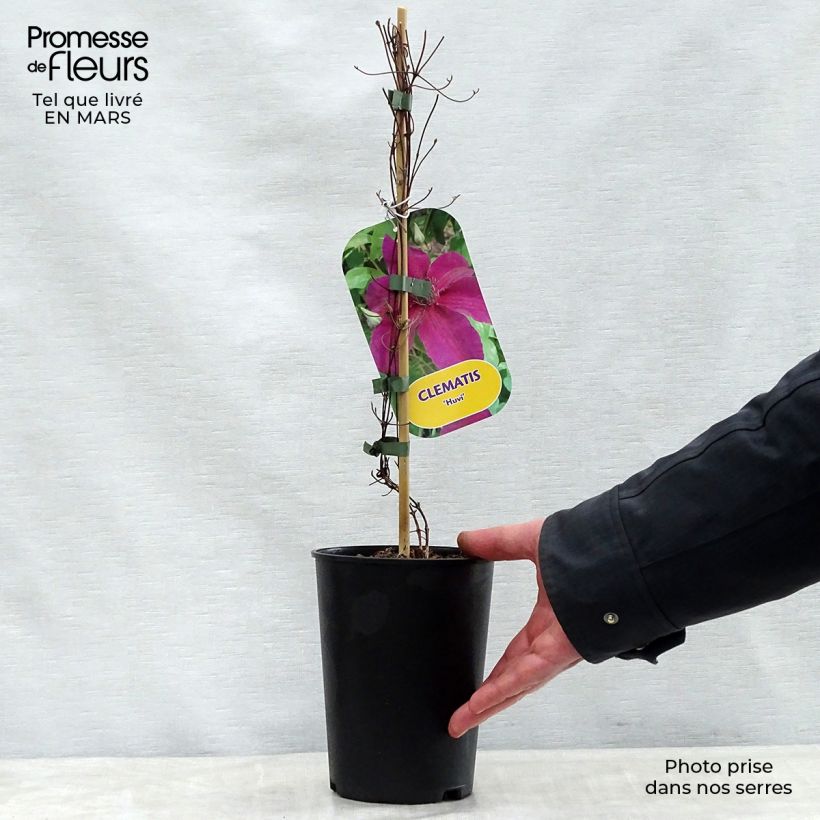 Exemplaar van Clematis Huvi Pot van 2 l/3 l zoals geleverd in de lente