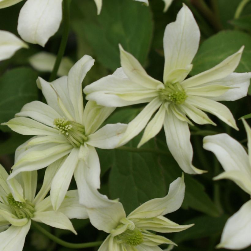 Clematis montana Jenny Keay - Bergbosrank (Bloei)