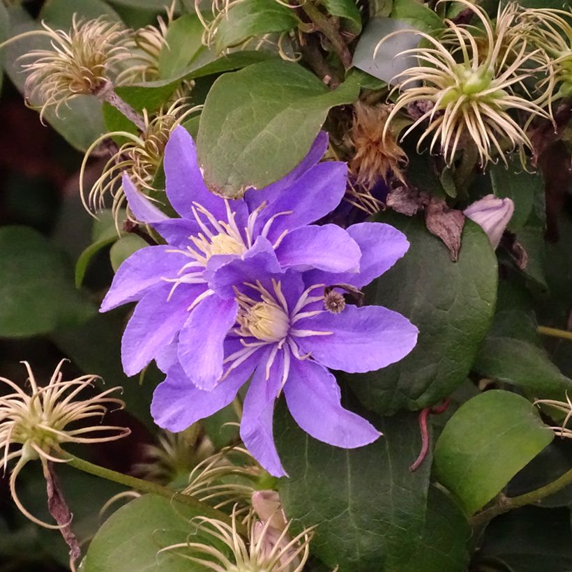 Clematis viticella Justa - Italiaanse clematis (Groeiplaats)