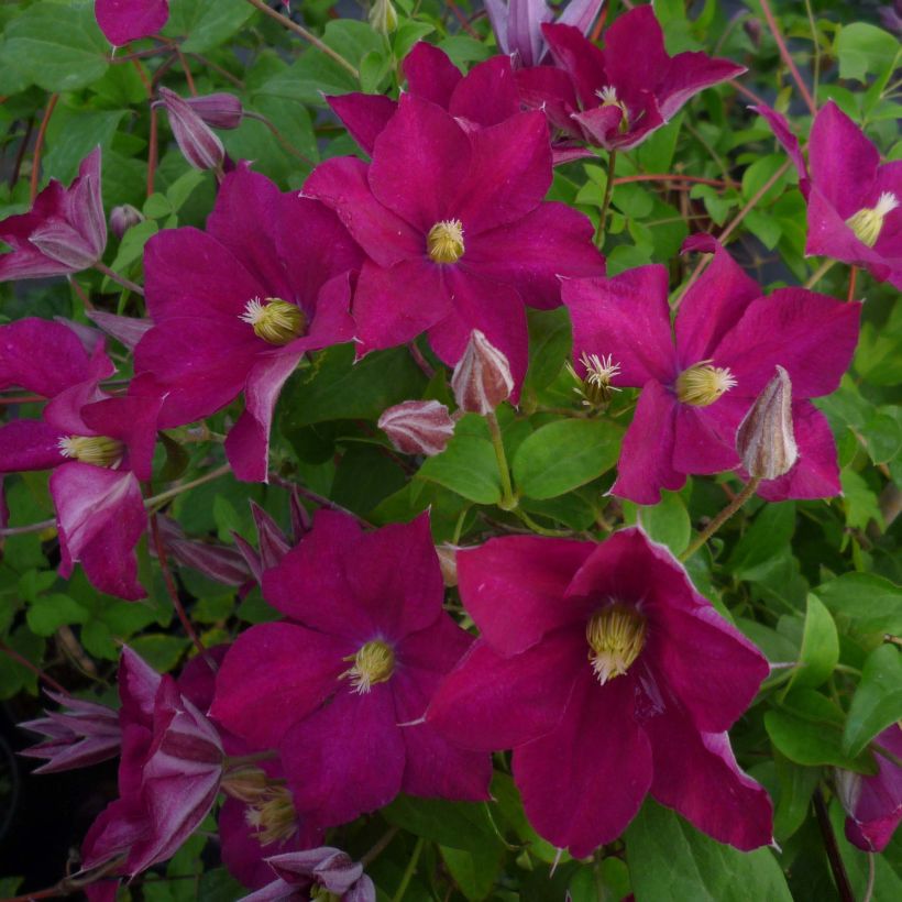 Clematis jackmanii Madame Edouard André - Bosrank (Flowering)
