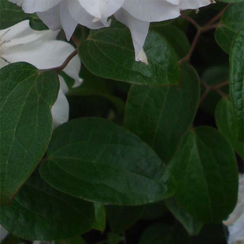 Clematis Maria Skłodowska Curie - Grootbloemige clematis (Blad)