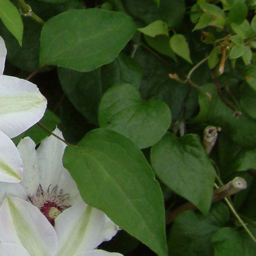 Clematis Miss Bateman - Grootbloemige bosrank (Blad)