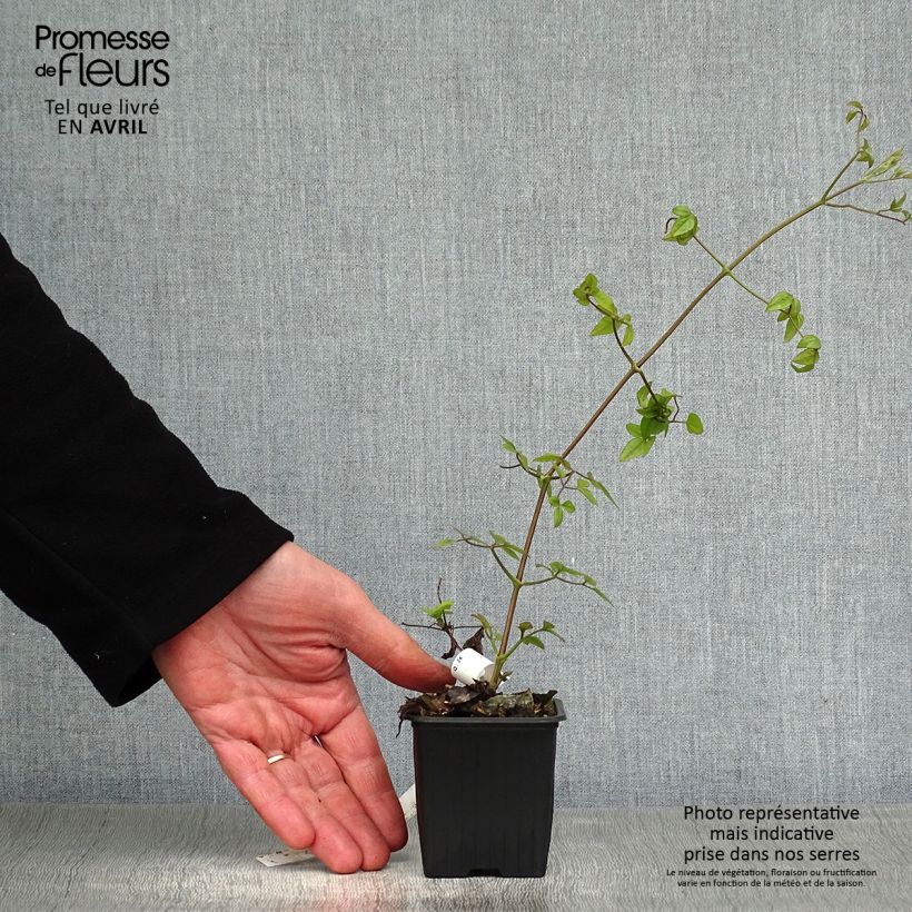 Example of Clematis patens Mme Lecoultre - Bosrank Kweekpotje van 8/9 cm as you get in printemps