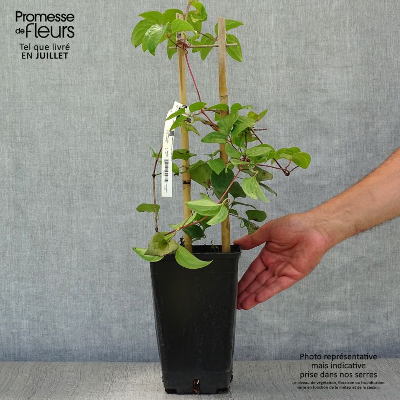 Exemplaar van Clematis patens Mme Lecoultre - Bosrank Pot van 2 l/3 l zoals geleverd in de zomer