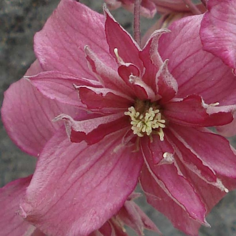 Clematis montana Broughton star - Bergbosrank (Bloei)