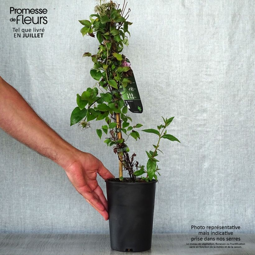 Exemplaar van Clematis Pink Fantasy - Grootbloemige clematis Pot van 2 l/3 l zoals geleverd in de zomer