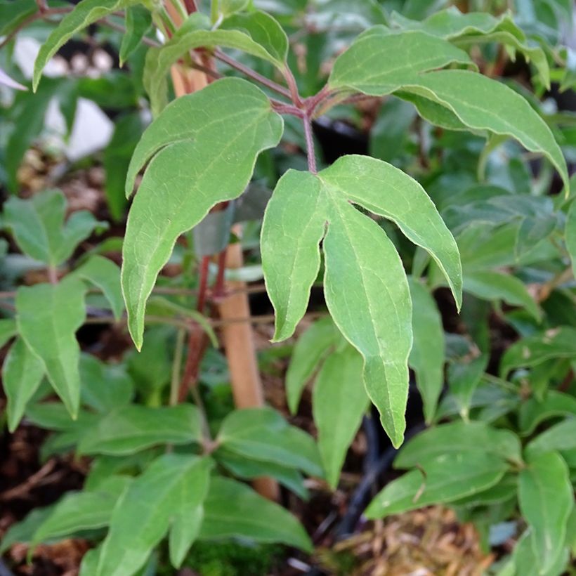 Clematis Proud Mary - Grootbloemige clematis (Blad)