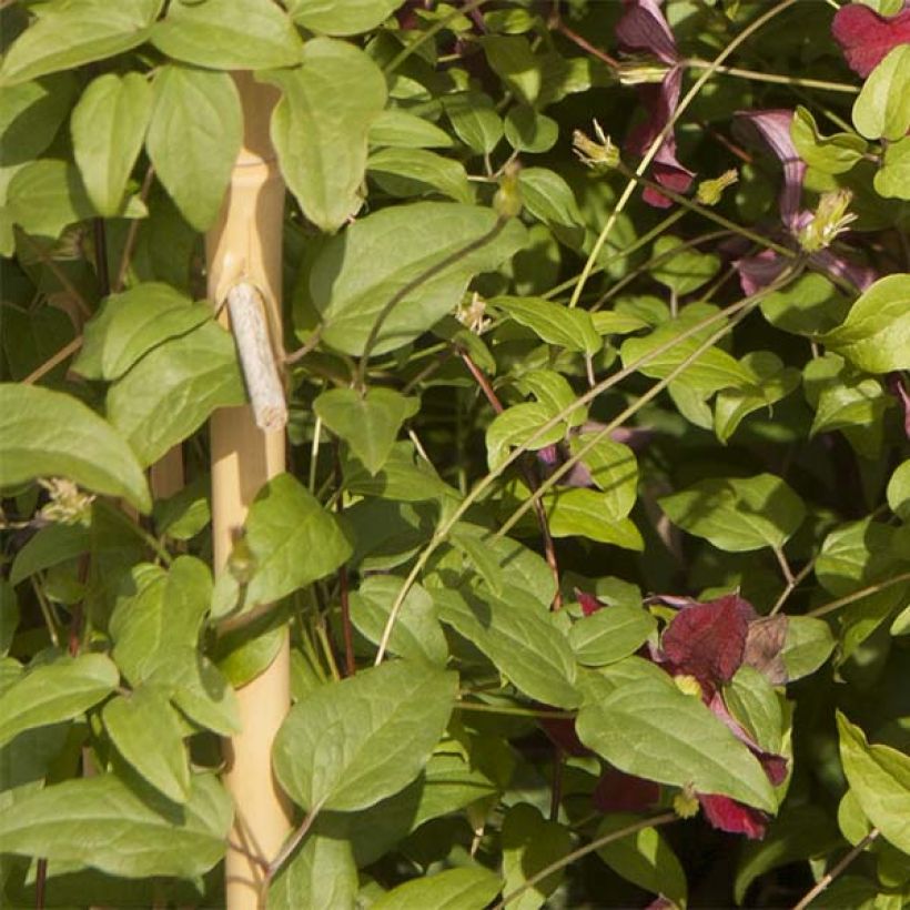 Clematis patens Ruutel - Bosrank (Blad)