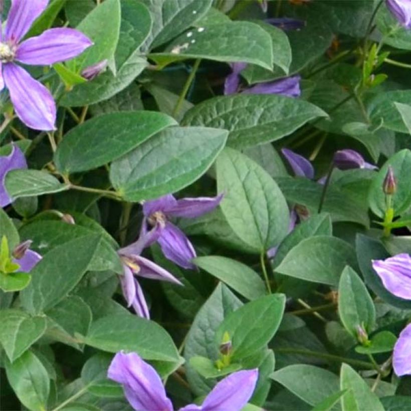 Clematis Saphyra Estrella - Struikclematis (Blad)