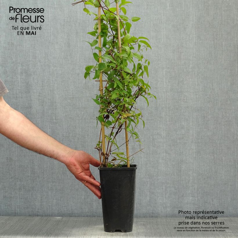 Exemplaar van Clematis Saphyra Nancy  - Struikclematis Pot van 2 l/3 l zoals geleverd in de lente