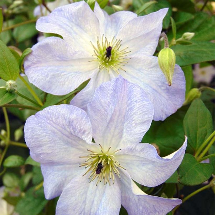 Clematis Sea Breeze - Italiaanse clematis (Bloei)