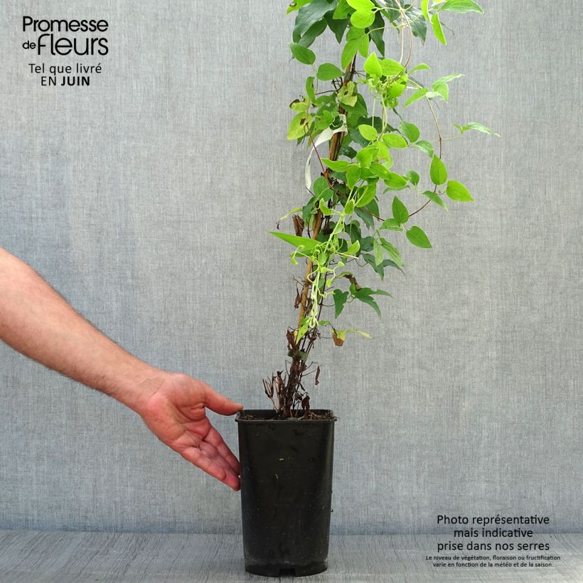 Exemplaar van Clematis Sparkler - Grootbloemige clematis Pot van 2 l/3 l zoals geleverd in de zomer