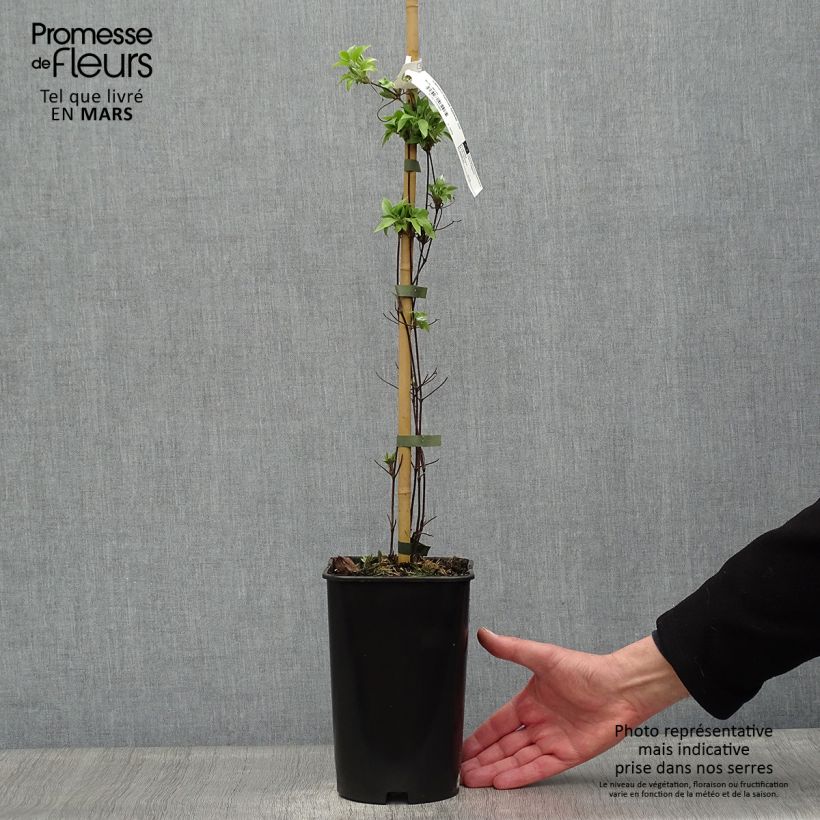Exemplaar van Clematis Sparkler - Grootbloemige clematis Pot van 2 l/3 l zoals geleverd in de lente