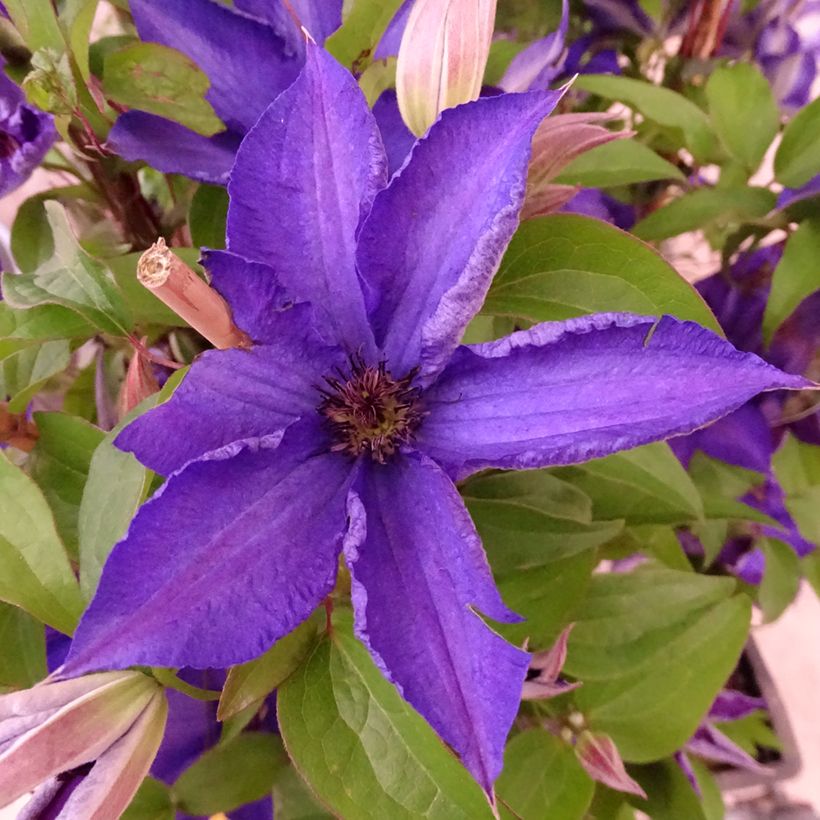 Clematis patens Viva la Vida - Bosrank (Bloei)