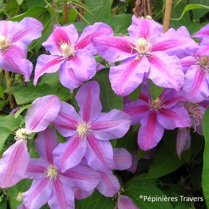 Clematis Vivienne Beth Currie - Grootbloemige clematis (Flowering)