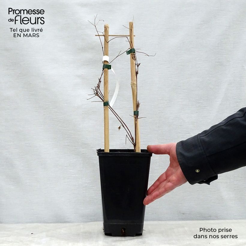 Example of Clematis Vivienne Beth Currie - Grootbloemige clematis Pot van 2 l/3 l as you get in printemps