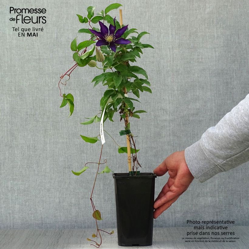 Exemplaar van Clematis Vostock - Grootbloemige clematis Pot van 1,5 l/2 l zoals geleverd in de lente