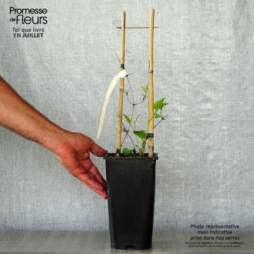 Exemplaar van Clematis Whoopi - Grootbloemige clematis Pot van 2 l/3 l zoals geleverd in de zomer