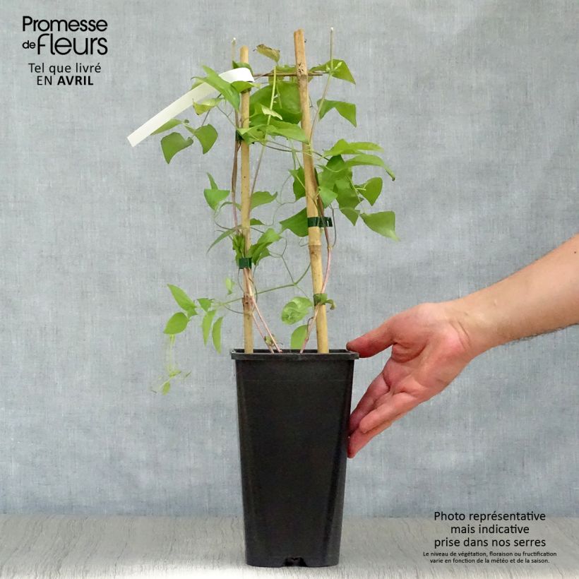Exemplaar van Clematis Whoopi - Grootbloemige clematis Pot van 2 l/3 l zoals geleverd in de lente
